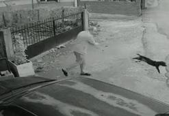 Yavru köpeği kuyruğundan tutup yere fırlattı; o anlar kamerada