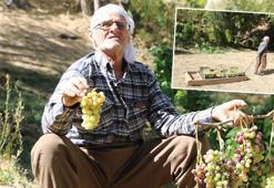 80 yaşında, her yıl tonlarca üzümü kızakla köyüne taşıyor