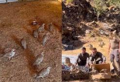Bitlis'te ele geçirilen 90 kınalı keklik doğaya salındı