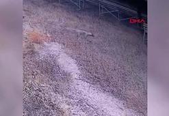 Şanlıurfa’da çizgili sırtlan kamerada