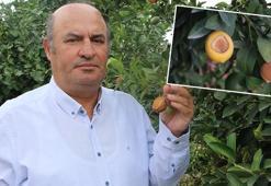 İncefikir: Limondaki güneş yanığı doğal afettir, TARSİM kapsamına alınmalı