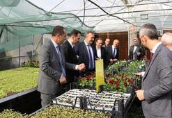 Akçaabat Belediyesi'nden tarıma destek