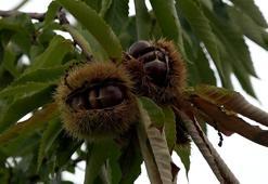 Ziraat Fakültesinde yetiştirilen hastalığa ve zararlılara dayanıklı kestanenin hasadına başlandı