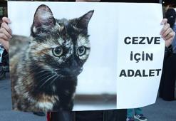 Başakşehir'de kediye işkence davasında karar: Sanık hakkında 3 yıl 8 ay hapis cezası
