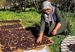 Cancur eriğinde hasat, festival ile başladı