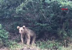 Profesörden popülasyonu 5 kat artan ayılar için ‘kontrollü avlanma’ önerisi