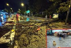 Edirne’de kuvvetli yağış sırasında ağaç yola devrildi