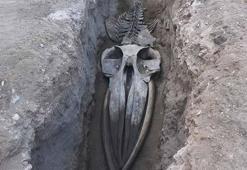 Mersin'de 4 yıl önce toprağa gömülen Fin balinasının iskeleti gün yüzüne çıkıyor