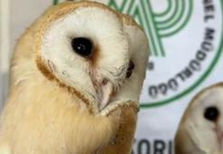 Bitkin halde bulunan yavru baykuşlar, tedavinin ardından doğaya salındı