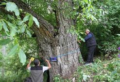 Oltu'daki ceviz ağacının 620 yaşında olduğu tespit edildi