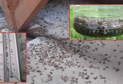 Trabzon'da kahverengi kokarca evleri istila etti