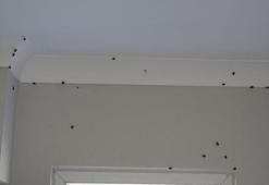 Trabzon'da kahverengi kokarca evleri istila etti