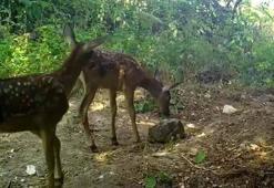 Kızılgeyik ile yavruları fotokapanla görüntülendi