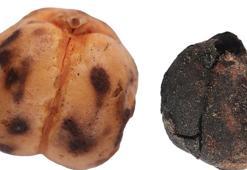 4 bin yıllık nohut ve 8 bin 600 yıllık ekmek kalıntıları gün yüzüne çıkarıldı