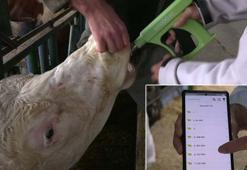 Süt ineklerinin sağlığını yapay zeka ile 24 saat takip ediyorlar