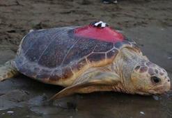 Caretta caretta 'Tuba', iki ayda 7 bin 500 kilometre katetti