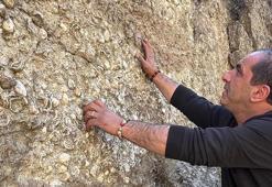 Erzurum'da 200 milyon yıllık deniz fosilleri bulundu