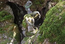 300 yıllık dut ağacında insan silueti