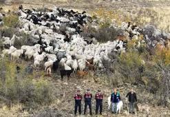 Kaybolan 544 küçükbaş dron destekli aramada bulundu