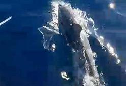 Balıkçı teknesinin yanında yüzen yunuslar kamerada