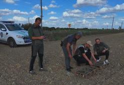 Kuş kaçakçısı suçüstü yakalandı; 247 saka kuşu kurtarıldı