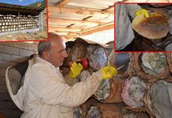 Babasının yaptığı kara kovan arıcılığını, zorlu arazi koşullarında 35 yıldır sürdürüyor