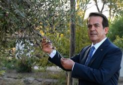 1210 ve 770 yaşındaki 2 zeytin ağacından 70 kilo mahsul bekleniyor