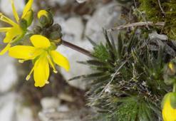 Yeni keşif 'tüylü kekreçiçeği' Türkiye'nin bitki florasına kaydedildi
