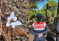 Sultan çiğdemini koparmanın cezası 557 bin lira