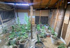 Aydın'da sera kurup, Hint keneviri yetiştiren 2 kişi gözaltına alındı