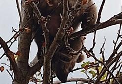 Ağaca çıkan yavru ayı mahsur kaldı