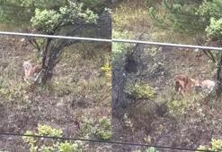 Kent merkezine kadar inen kurtlar kamerada