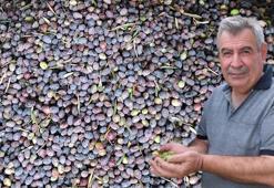 'Yok yılı' ve kuraklık zeytinde rekolte beklentisini düşürdü