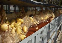 Niğde'de yerli ve milli patatesler topraksız sistemlerle 12 ay boyunca üretiliyor