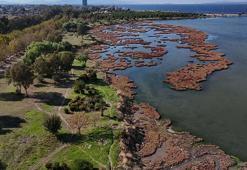 Çakalburnu Lagünü’nde sonbahar manzarası