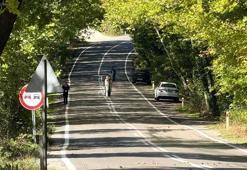 Ağaç tünel yolda görsel şölen