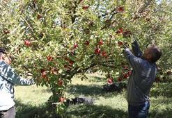 Yüksekovalı üretici, 25 yıllık bahçesinden 200 ton elma hasadı yaptı
