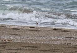 Akça cılıbıt sahilde beslenirken görüntülendi