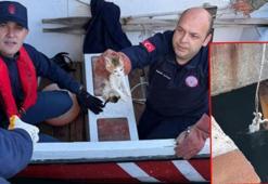 Denize düşen yavru kediler halat ve kayıkla kurtarıldı; o anlar kamerada