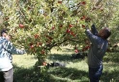 Yüksekovalı üretici, 25 yıllık bahçesinden 200 ton elma hasadı yaptı
