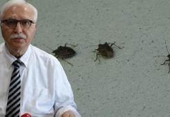 Prof. Dr. Özlü'den 'kahverengi kokarca'ya temas uyarısı