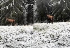 Karla kaplı ormanda kızılgeyik görüntülendi