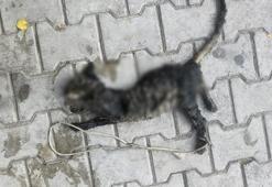 Yavru kediyi ayaklarını bağlayıp denize atmışlar