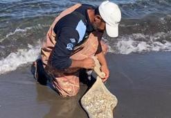 Samsun'da, kaçak yolla avlanan yaklaşık 1 ton kum şırlanı ele geçirildi