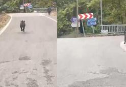 Yolda yürürken üzerine doğru gelen domuzdan son anda kurtuldu