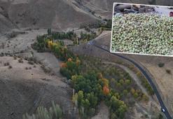 Babasından kalan ceviz bahçesinden 8 ton ürün aldı