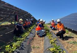 Enerjisa Üretim Agrivoltaik tarım uygulamaları ile 5 ton hasat yaptı