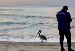 Bartın sahilinde pelikan görüldü