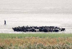 Suyu çekilince ikiye bölünen Eğirdir Gölü, hayvanların otlağı oldu