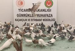 Yurda kaçak sokulan 85 'Cancan' güvercini ele geçirildi